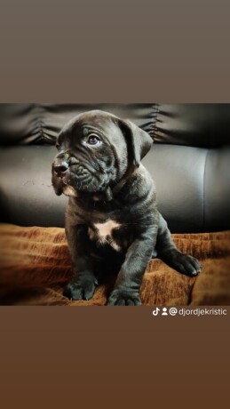 cane-corso-vrhunski-stenci-big-1