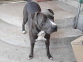 na-prodaju-stenci-pit-bull-a-small-0