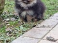 pomeranac-boo-unikatni-muzjak-small-0