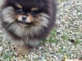 pomeranac-boo-unikatni-muzjak-small-3