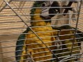 ara-papagaj-mlada-zenka-small-3