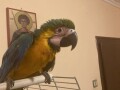 ara-papagaj-mlada-zenka-small-2