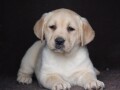 labrador-stenci-small-1