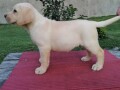 labrador-stenci-small-3