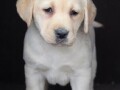 labrador-stenci-small-2