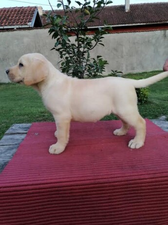 labrador-stenci-big-3