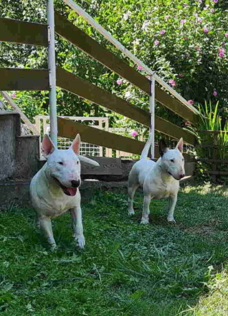 na-prodaju-dve-zenke-mini-bul-terijera-sa-pedigreom-big-2