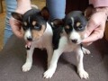 basenji-stenad-small-2