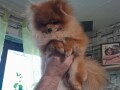 pomeranac-small-0