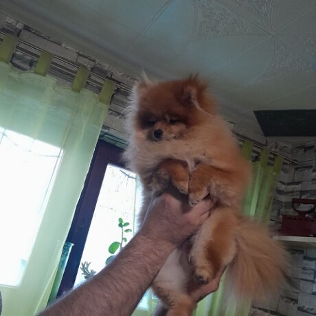 pomeranac-big-1