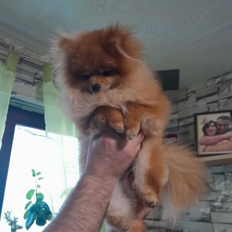 pomeranac-big-0