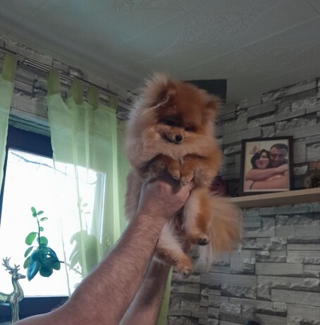 pomeranac-big-4