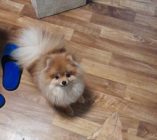 pomeranac-big-2