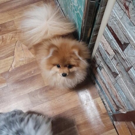 pomeranac-big-3