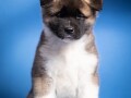 americka-akita-small-0