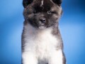 americka-akita-small-3