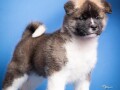 americka-akita-small-4