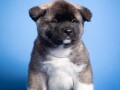 americka-akita-small-2