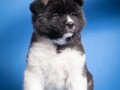 americka-akita-small-1