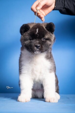 americka-akita-big-3