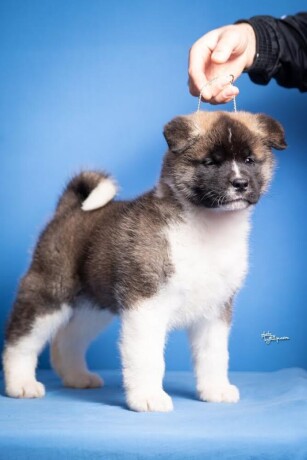 americka-akita-big-4