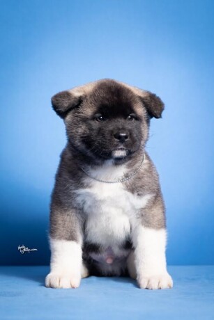 americka-akita-big-2