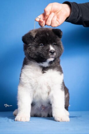 americka-akita-big-1