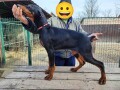 doberman-stenci-small-2