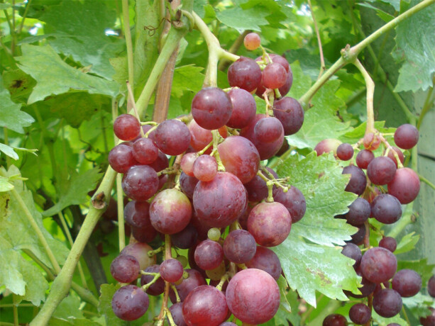 sadnice-grozdja-za-prolece-2023-veliki-izbor-sorti-big-3