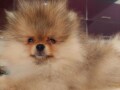 pomeranac-boo-medvedic-small-0