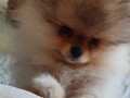 pomeranac-boo-medvedic-small-2