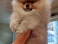 pomeranac-boo-medvedic-small-4