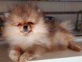 pomeranac-boo-medvedic-small-1