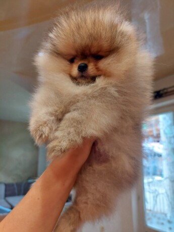 pomeranac-boo-medvedic-big-4