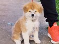 japanska-akita-inu-small-3