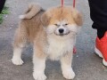 japanska-akita-inu-small-0