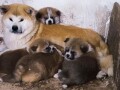 japanska-akita-inu-small-4