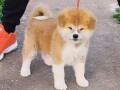 japanska-akita-inu-small-2