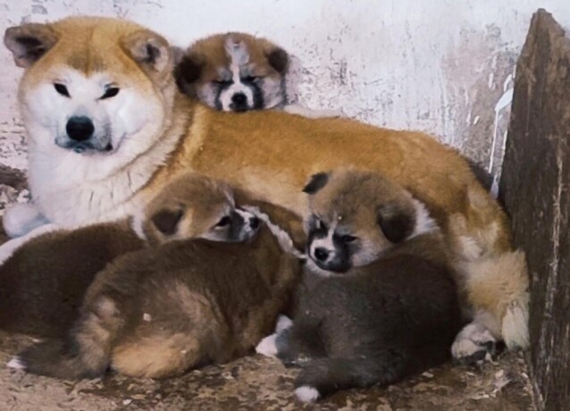 japanska-akita-inu-big-4