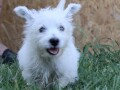 zapadnoskotski-beli-terijer-westie-small-2