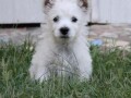 zapadnoskotski-beli-terijer-westie-small-1