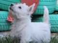 zapadnoskotski-beli-terijer-westie-small-4