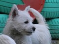 zapadnoskotski-beli-terijer-westie-small-0