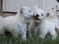 zapadnoskotski-beli-terijer-westie-small-3