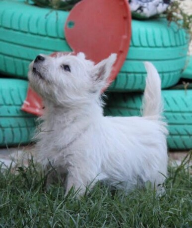 zapadnoskotski-beli-terijer-westie-big-4