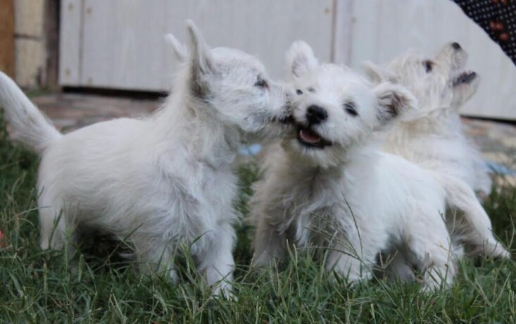 zapadnoskotski-beli-terijer-westie-big-3