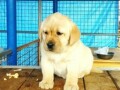 labrador-retriver-zuta-zenka-small-1