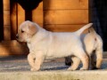 labrador-retriver-zuta-zenka-small-2