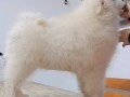 samojed-stenci-small-0