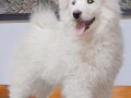 samojed-stenci-small-1